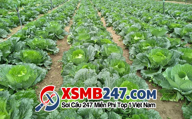 Mơ thấy bắp cải đánh đề con gì