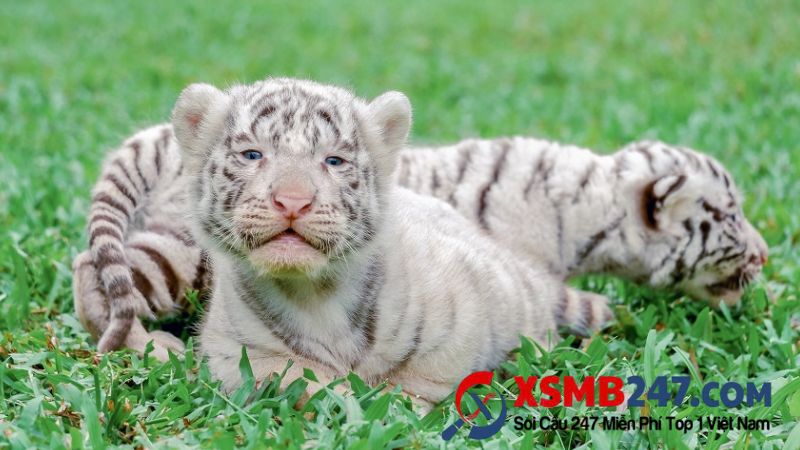 Rinh thưởng với con số may mắn khi mơ thấy hổ