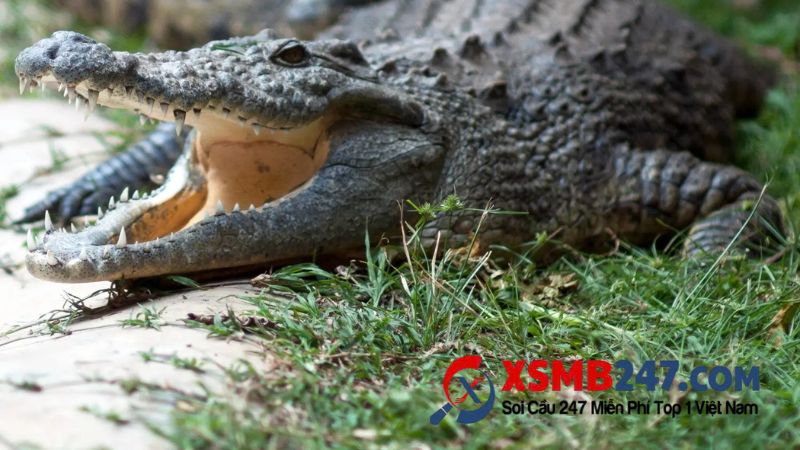 Khám phá điềm báo về giấc mơ cá sấu