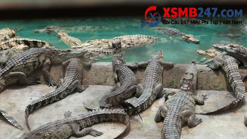 Mơ thấy nhiều cá sấu phản ánh về độ áp lực